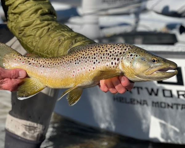 3/20/2026 Bitterroot River Fishing Report