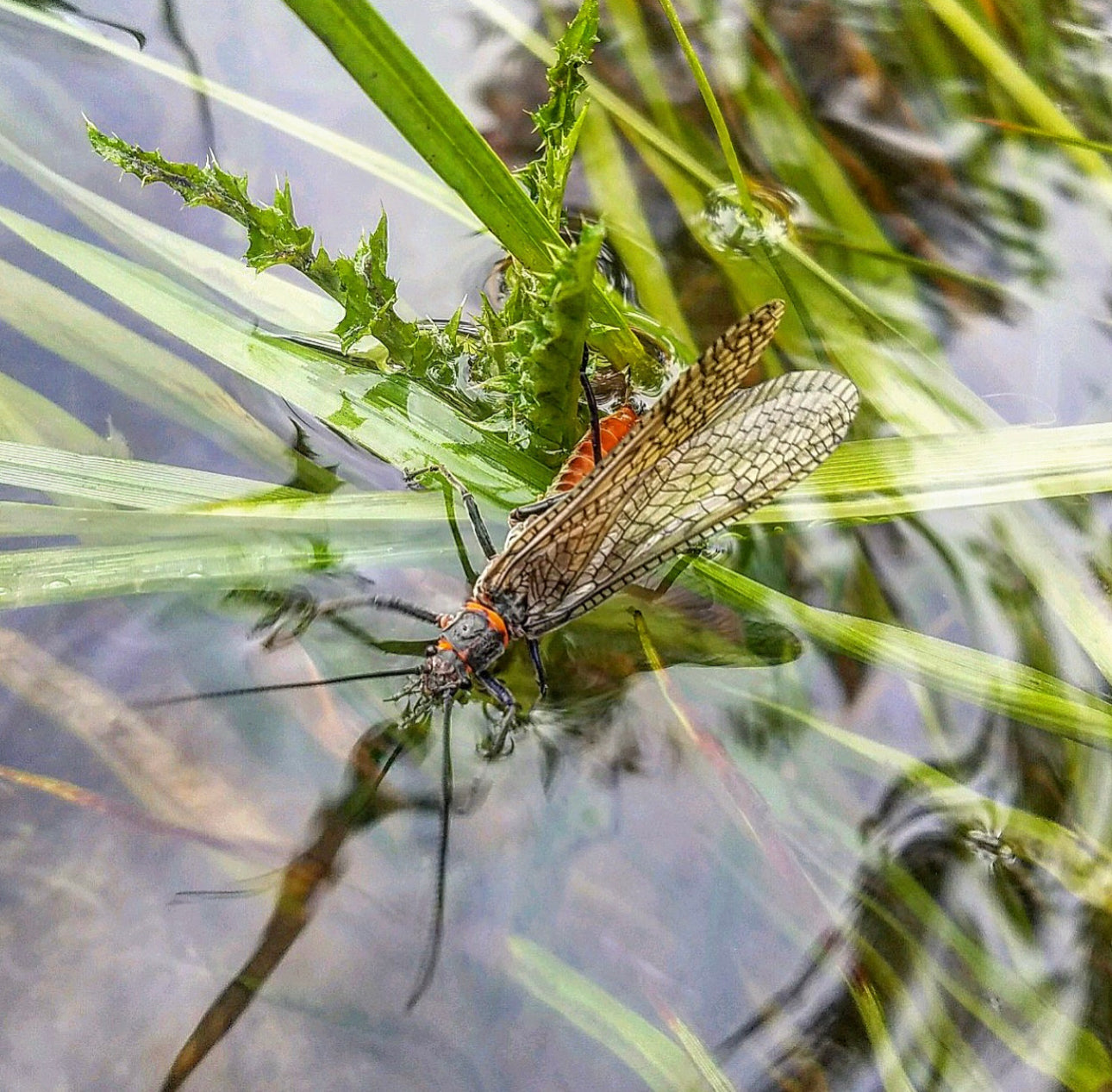 June 29th Rock Creek Fishing Report