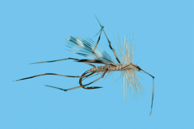 Solitude Flies - Crane Fly