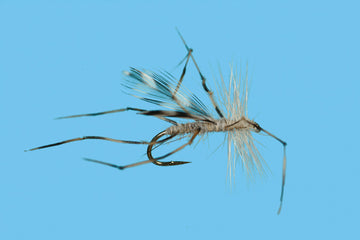 Solitude Flies - Crane Fly