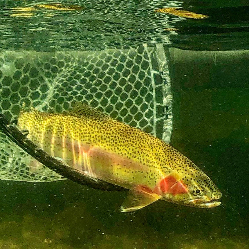 Yellow and red cutthroat trout resting underwater inside a fishing landing net with hexagonal mesh pattern