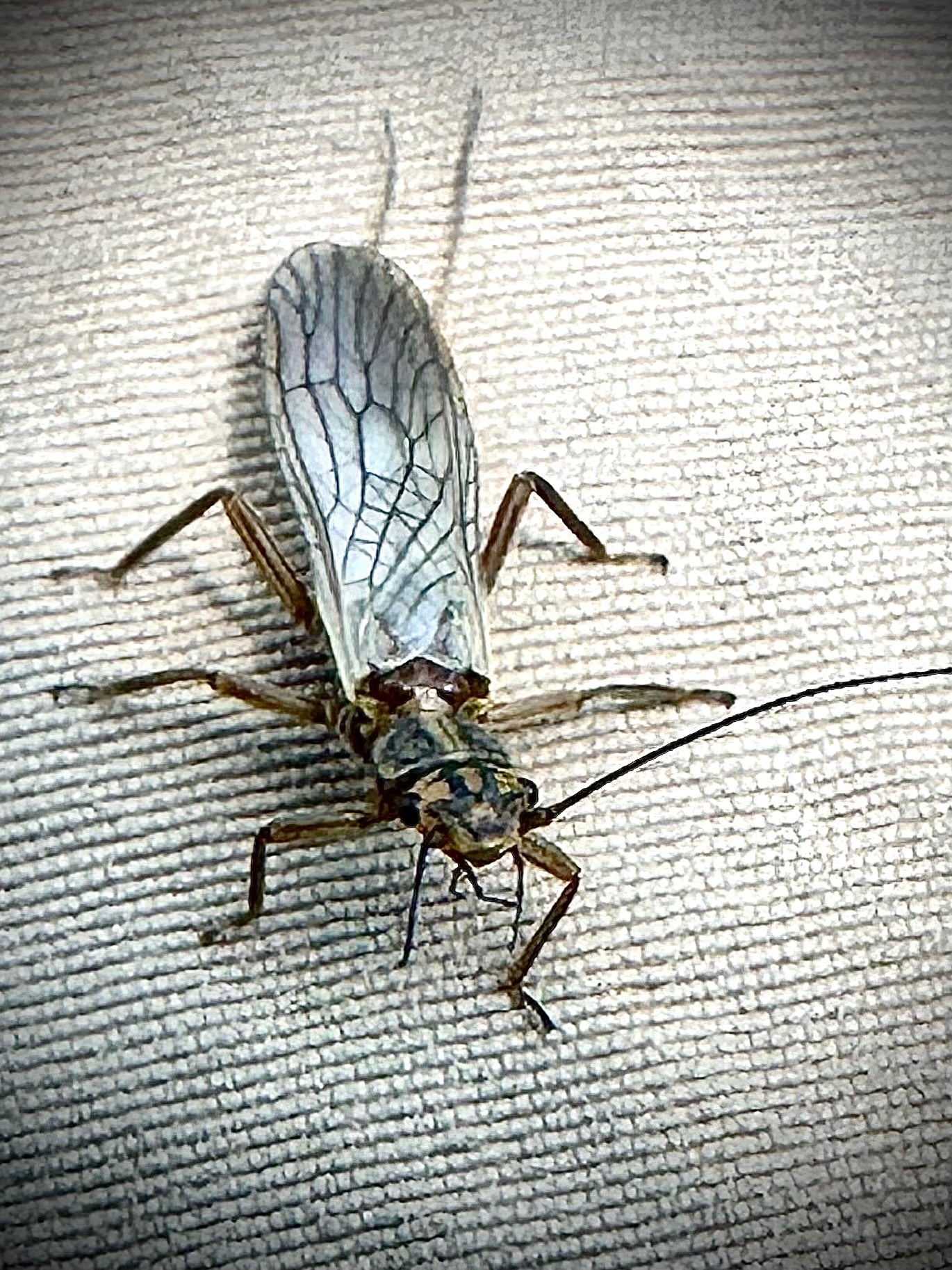 Close-up of an adult stonefly resting on textured beige fabric showing detailed wings and antennae