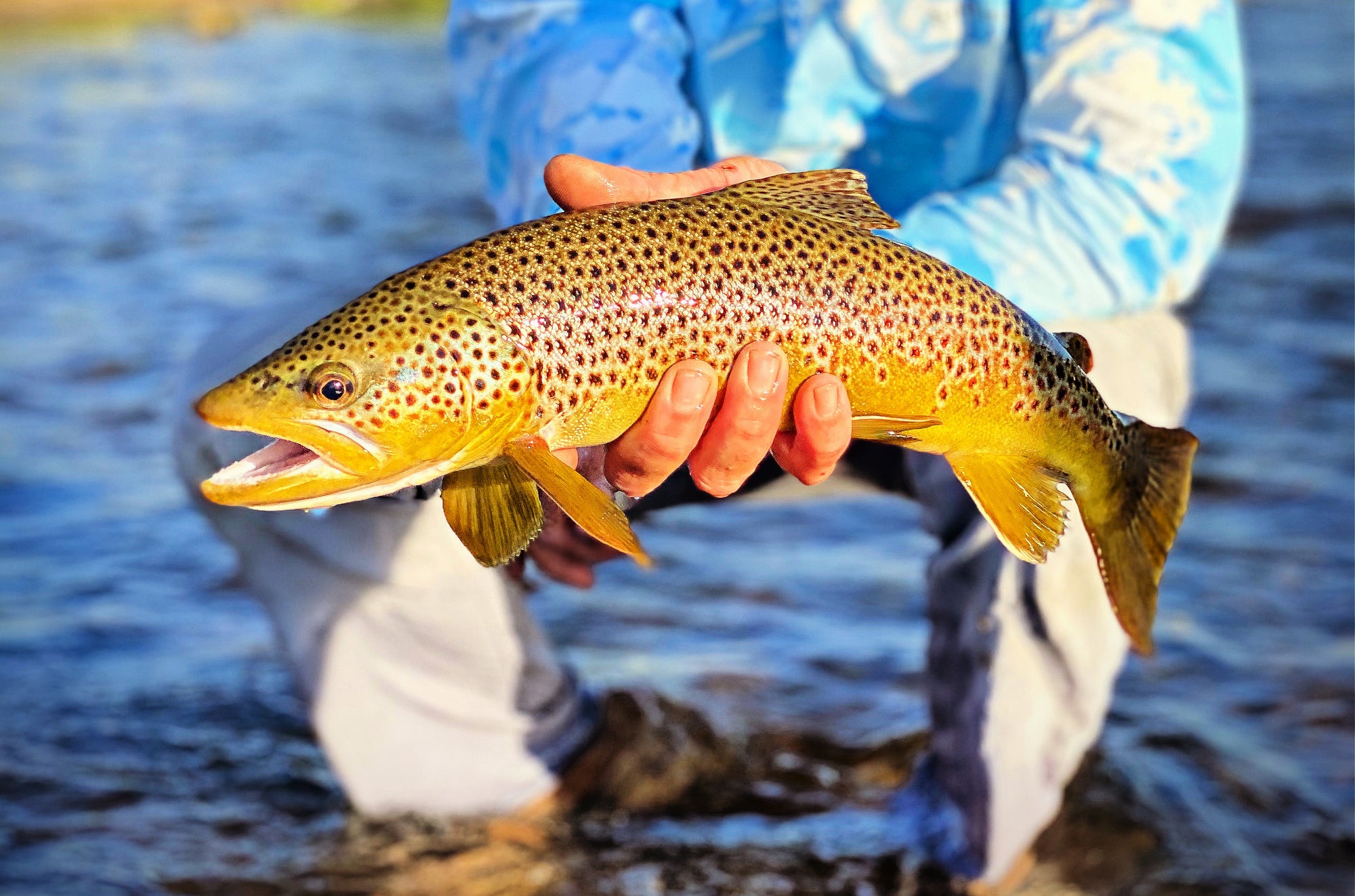 Angler holding a large brown trout over clear river water with sunlight reflecting off the fish scales